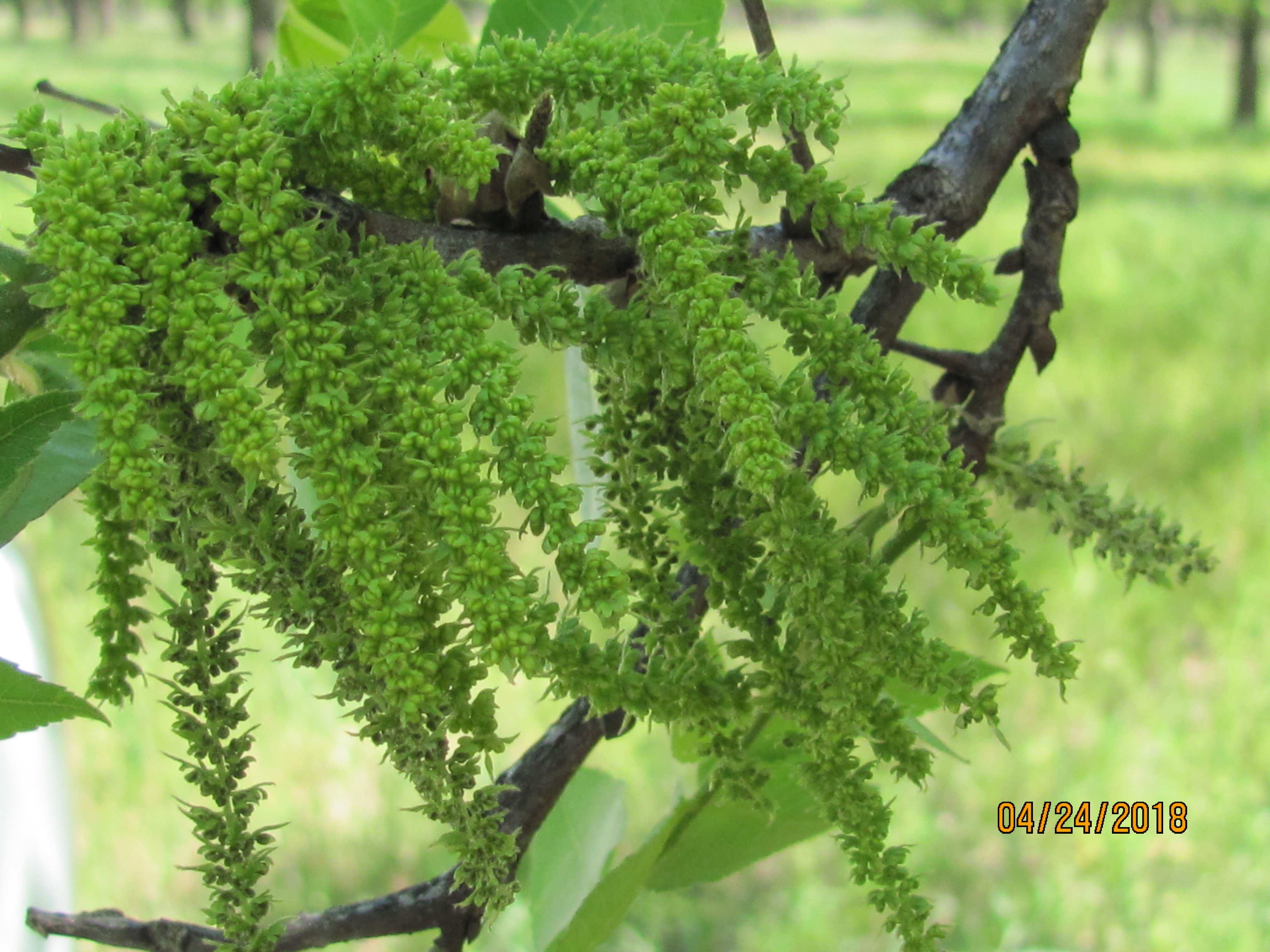 Waco catkin image